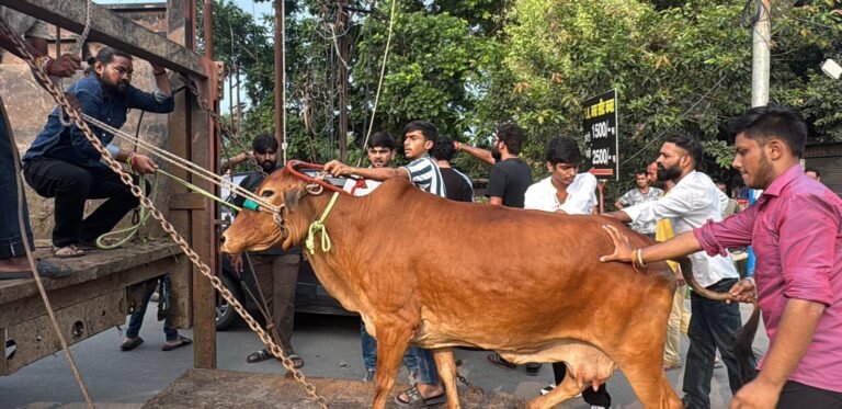 आवारा गौवंश को कान्हा गौशाला भेजते हिन्दू युवा गोरक्षक सेवा समिति के पदाधिकारी