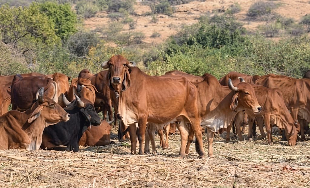 बेसहारा पशुओं के प्रबंधन हेतु जारी मानक संचालन प्रक्रिया
