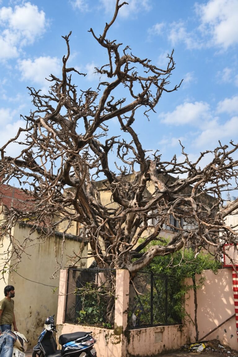 मेरठ के गुजरी बाज़ार स्थित प्राचीन शिव मंदिर में मौजूद पीपल का सूखा पेड़ जिस पर अंग्रेजों ने क्रान्तिकारियों को दी थी फांसी