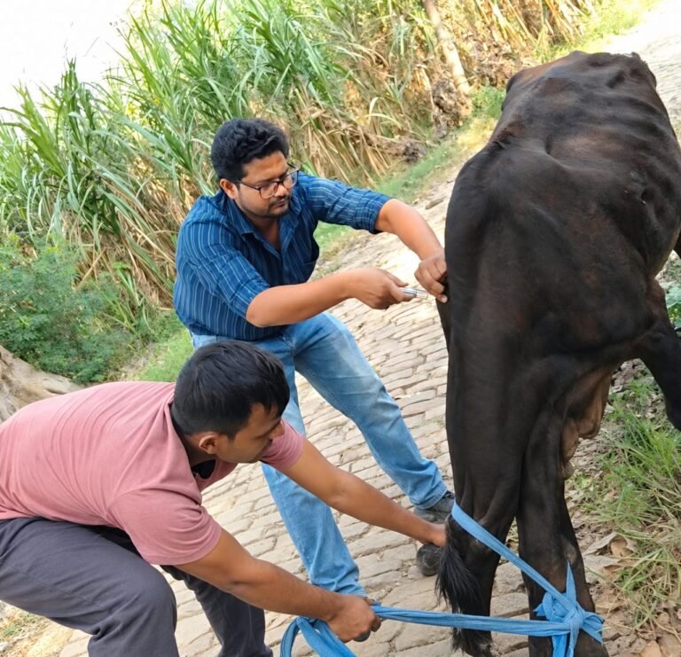 लंपी बीमारी से ग्रस्त गोवंशों का इलाज करते पशु चिकित्सा