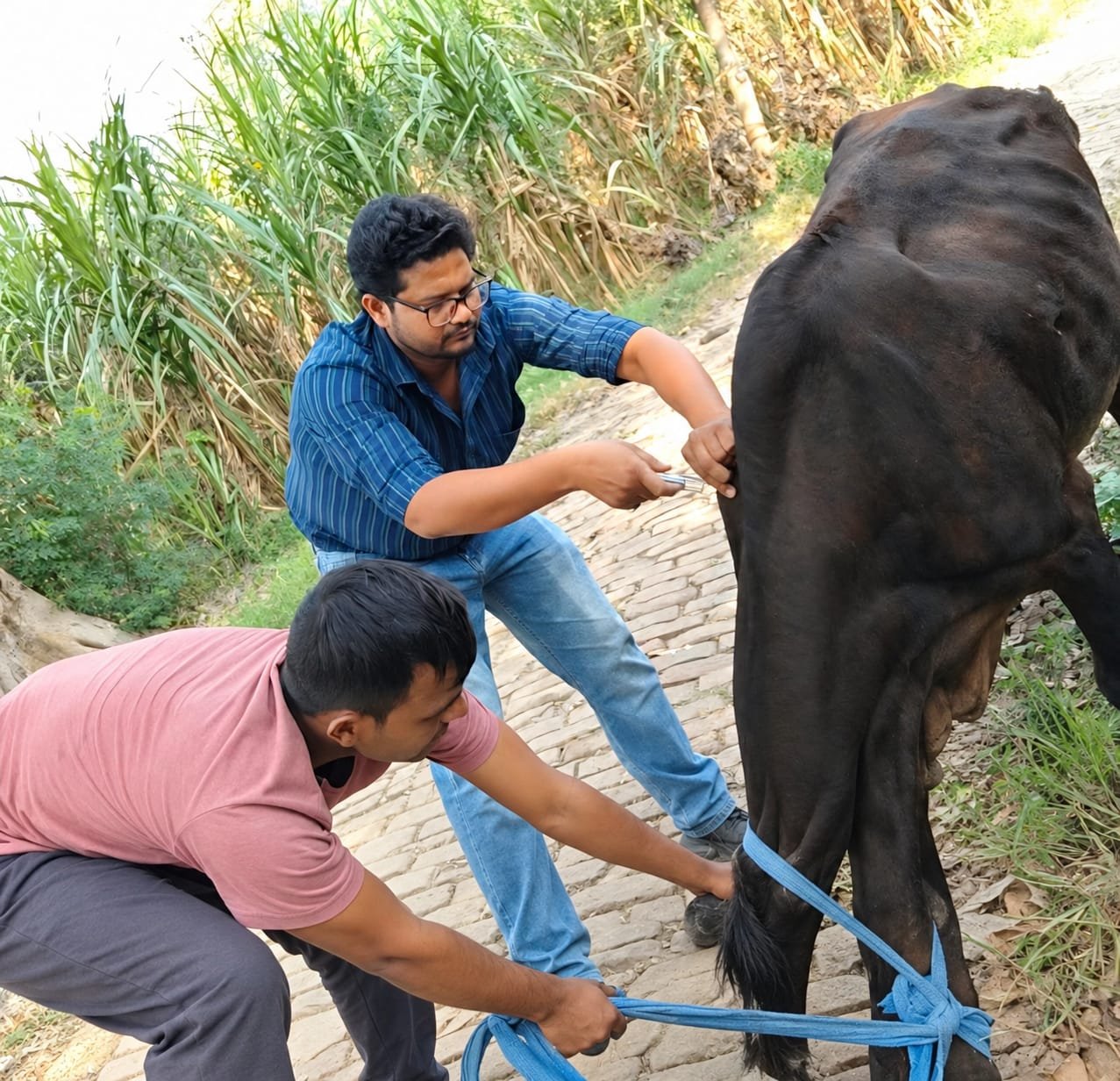 लंपी बीमारी से ग्रस्त गोवंशों का इलाज करते पशु चिकित्सा